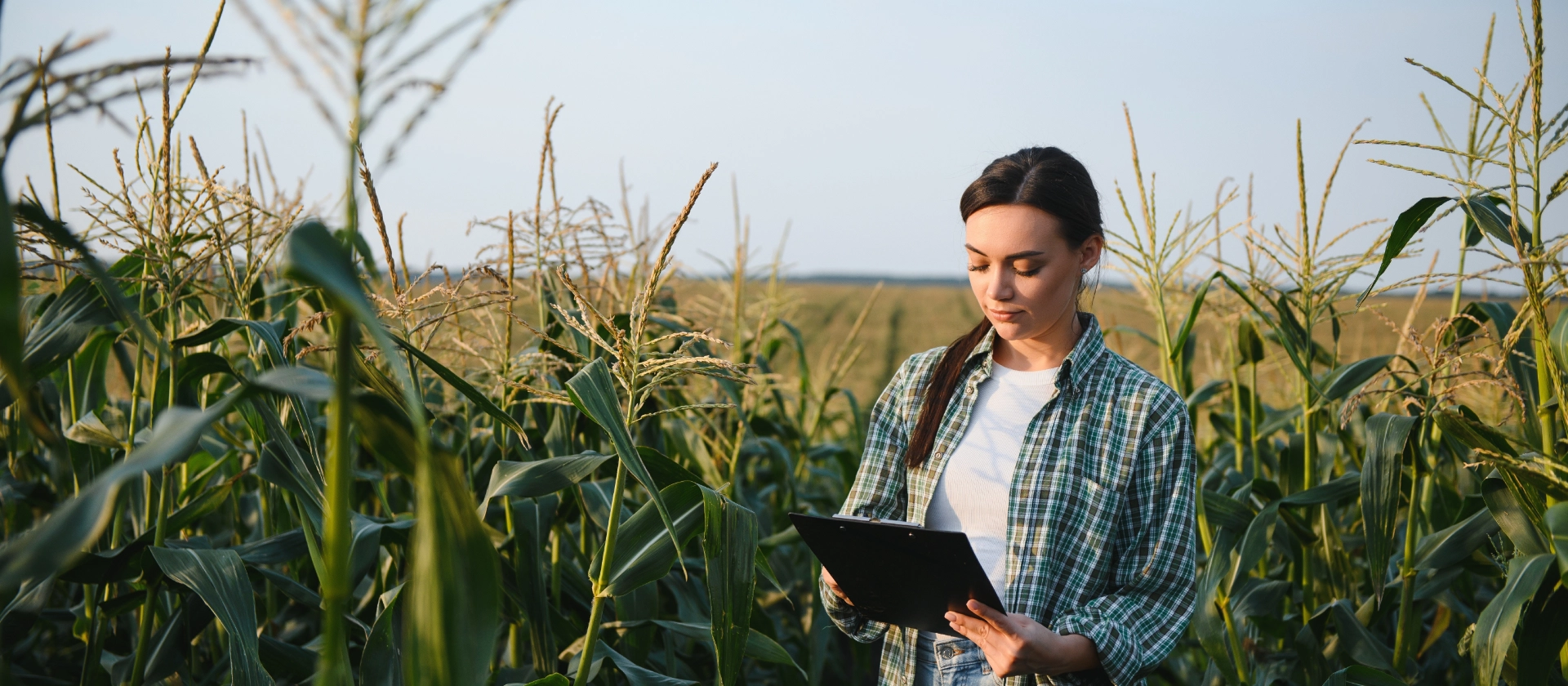 Weibliche Farmerin im Maisfeld mit Klemmbrett