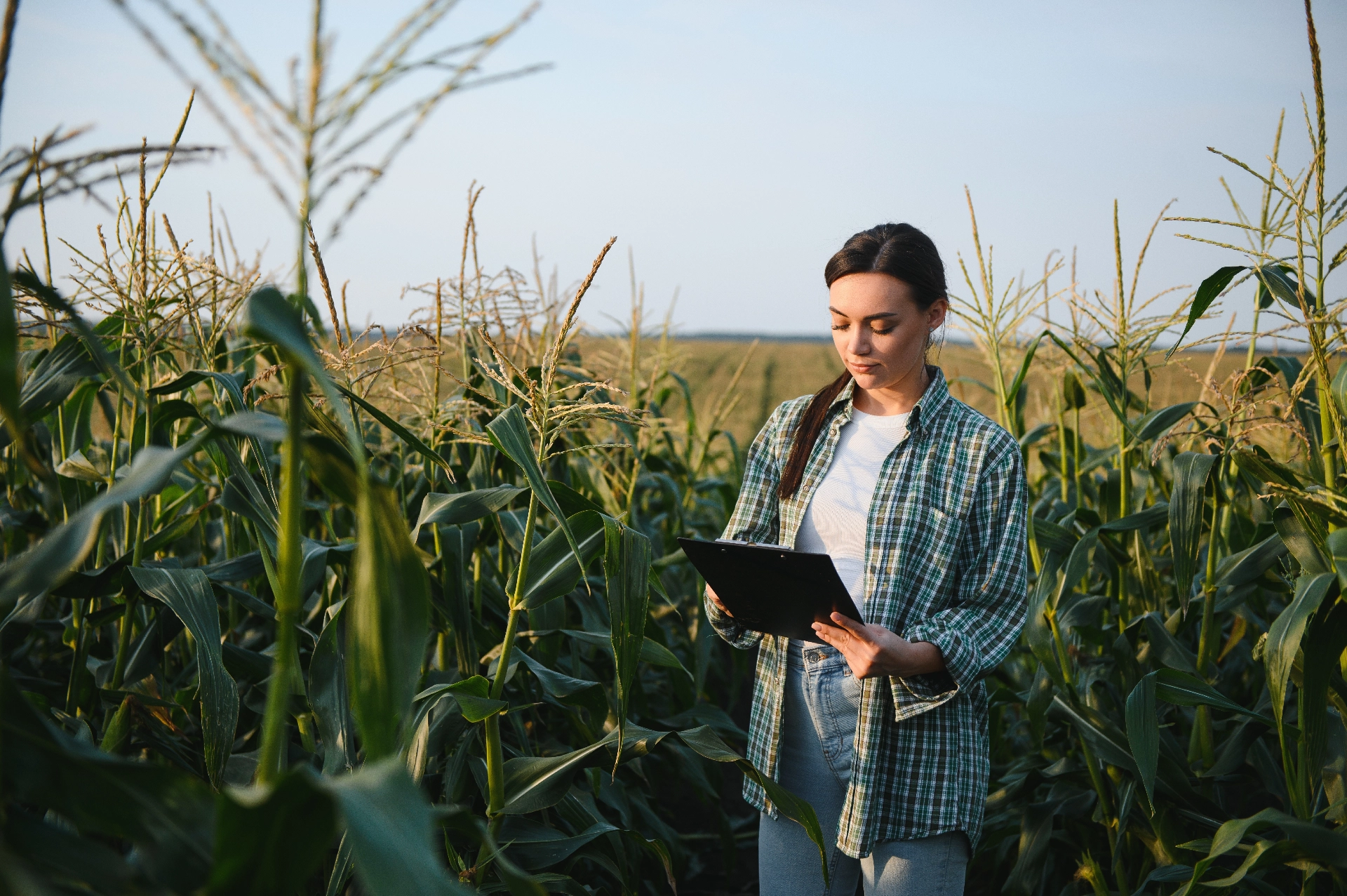 Weibliche Farmerin im Maisfeld mit Klemmbrett