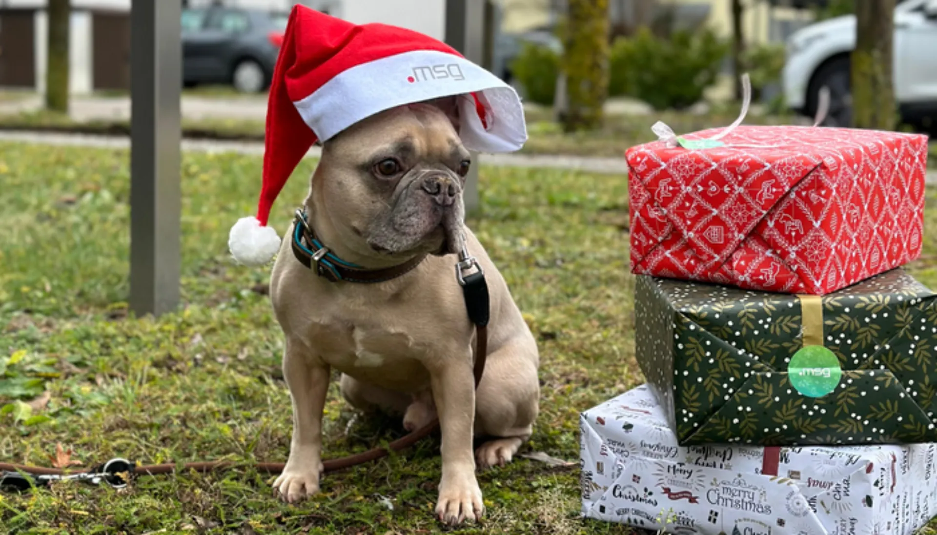 Hund mit Weihnachtsmütze von msg sitzt neben einem Stapel mit Geschenken